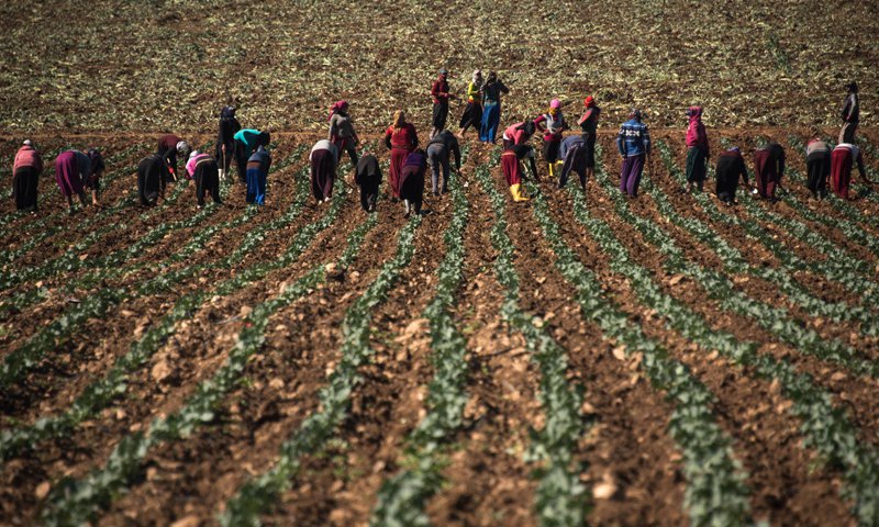معهد بروكينغز: توظيف السوريين في القطاع الزراعي التركي سيفيد الجانبين